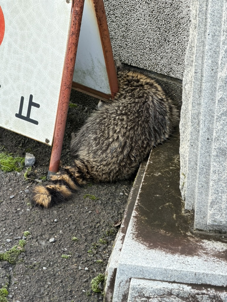 お寺の入口で寝ているアライグマ