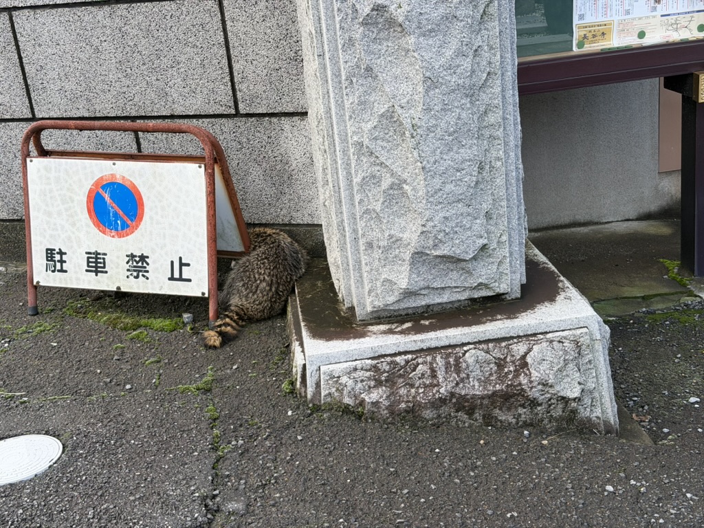 駐車禁止の看板の下でくつろぐアライグマ