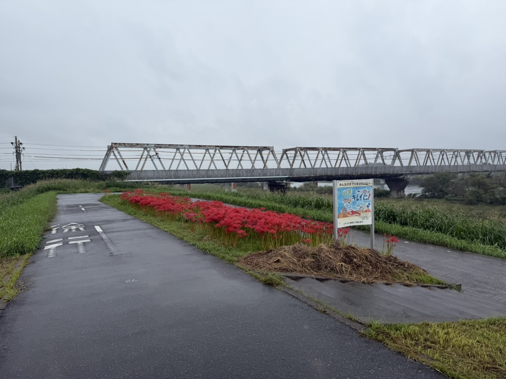 彼岸花と玉葉橋